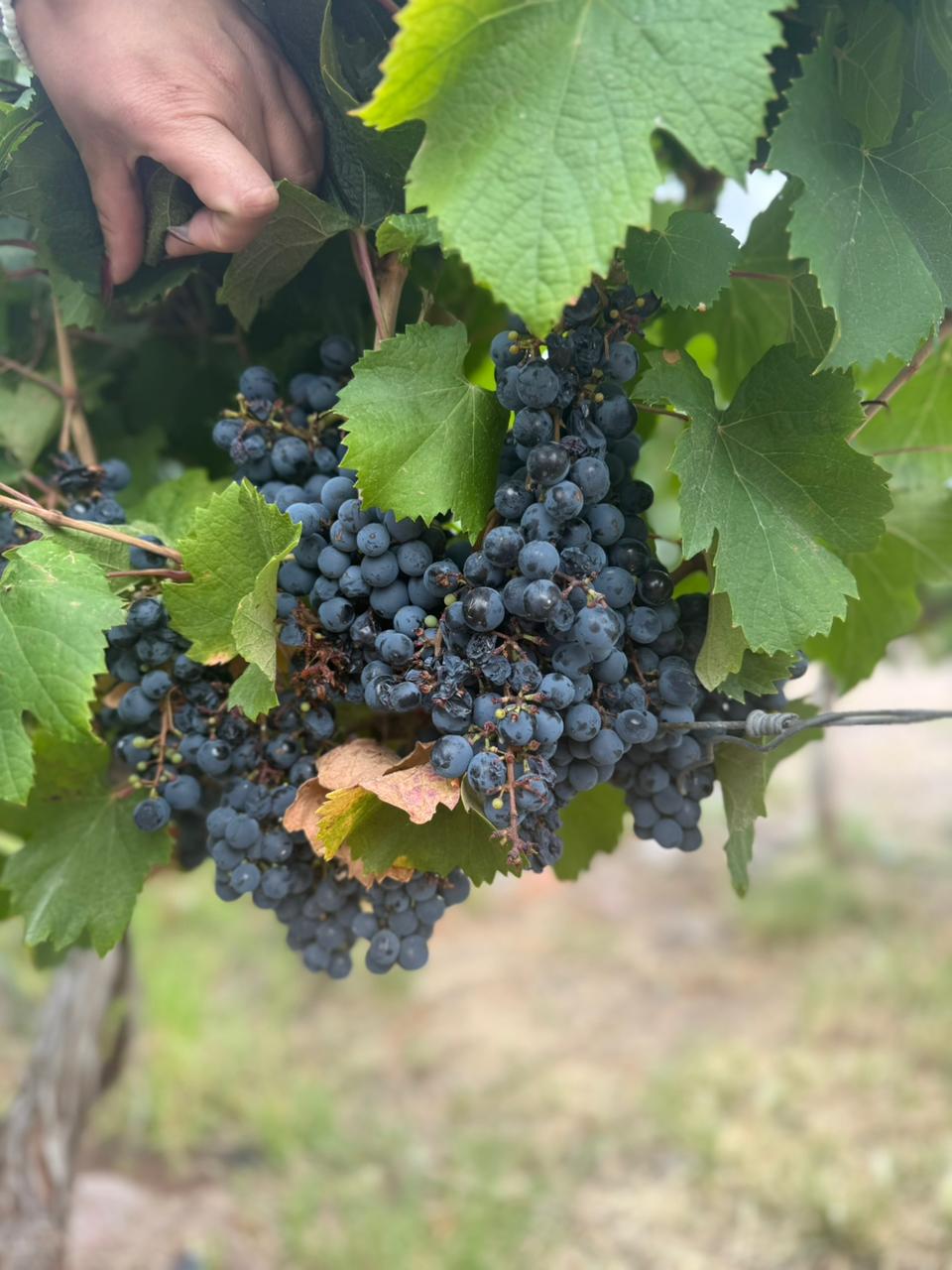 Viñas Mendoza Argentina tour ecuestre