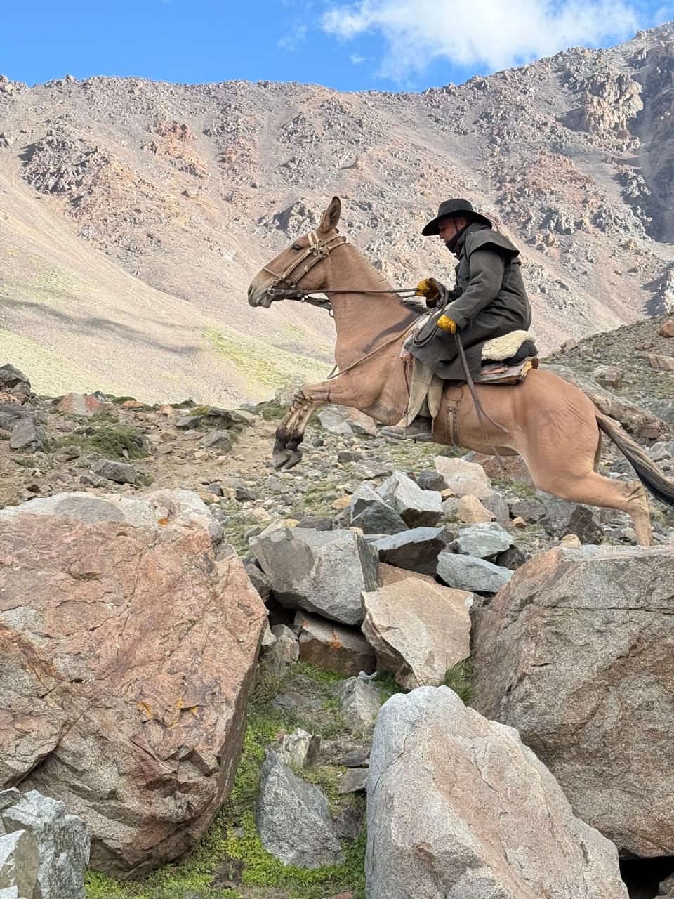 Mulas de carga travesía Andes ruta San Martín