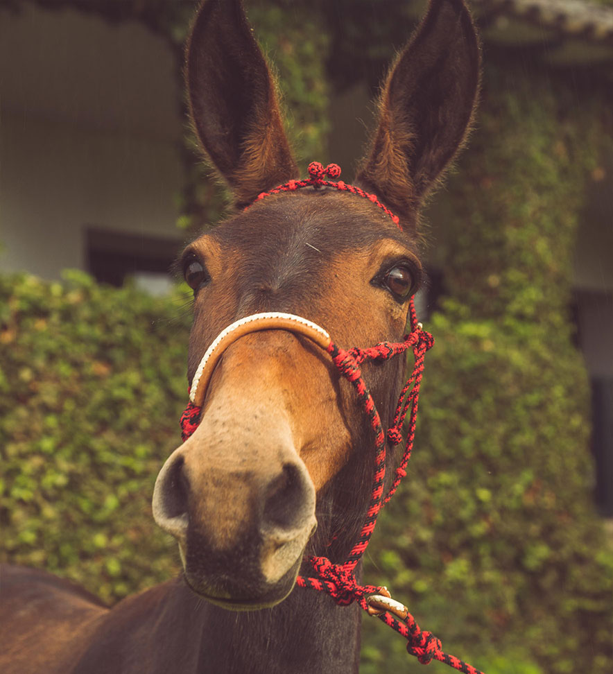 La Vicuña La Vicuña