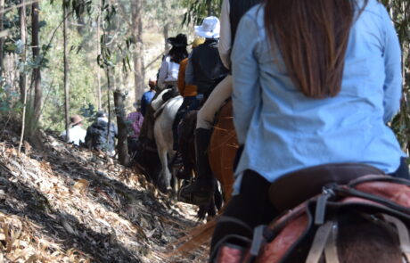 Jinetes atravesando un bosque de eucalipto en la cabalgata Suesca – Cucunubá, Suesca
