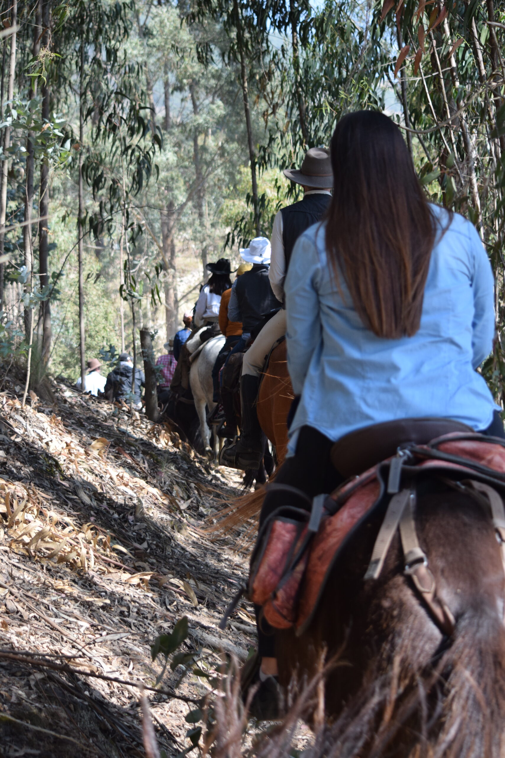 DSC_1006 Jinetes atravesando un bosque de eucalipto en la cabalgata Suesca – Cucunubá, Suesca