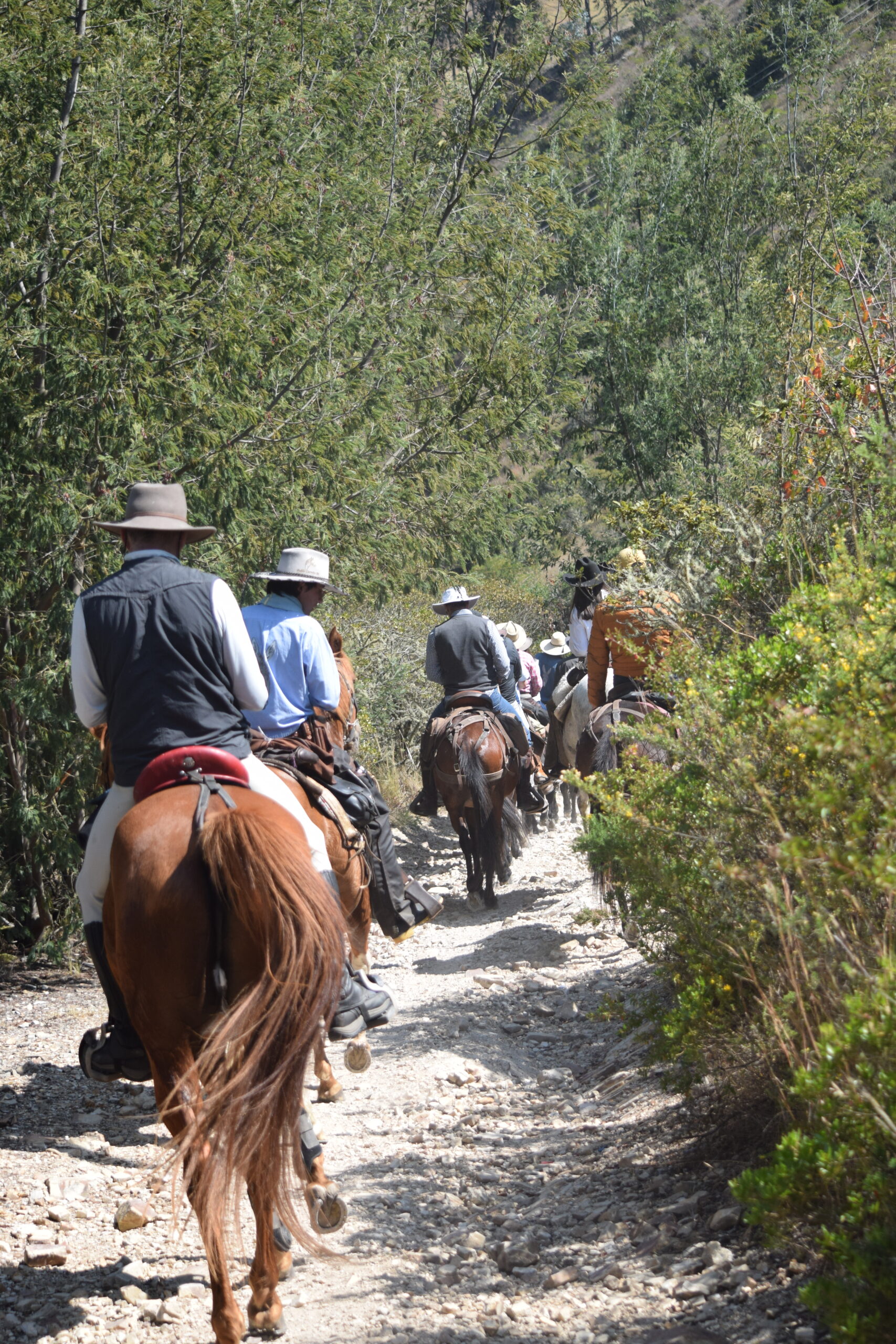 DSC_1017 (1) Jinetes con sombrero avanzando en fila por un sendero entre arbustos en la cabalgata Suesca – Cucunubá, Suesca