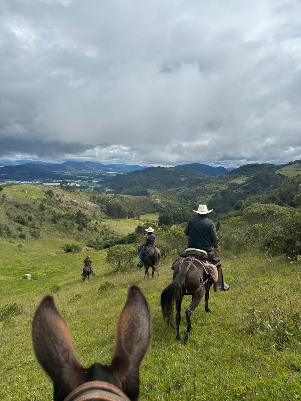 Vista entre las orejas de una mula de jinetes bajando por potreros verdes en la cabalgata Suesca – Nemocón, Suesca