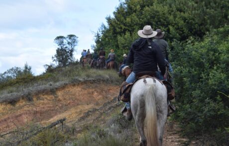 Jinete en mula blanca por un sendero entre matorrales en la cabalgata Suesca – Cucunubá, Suesca